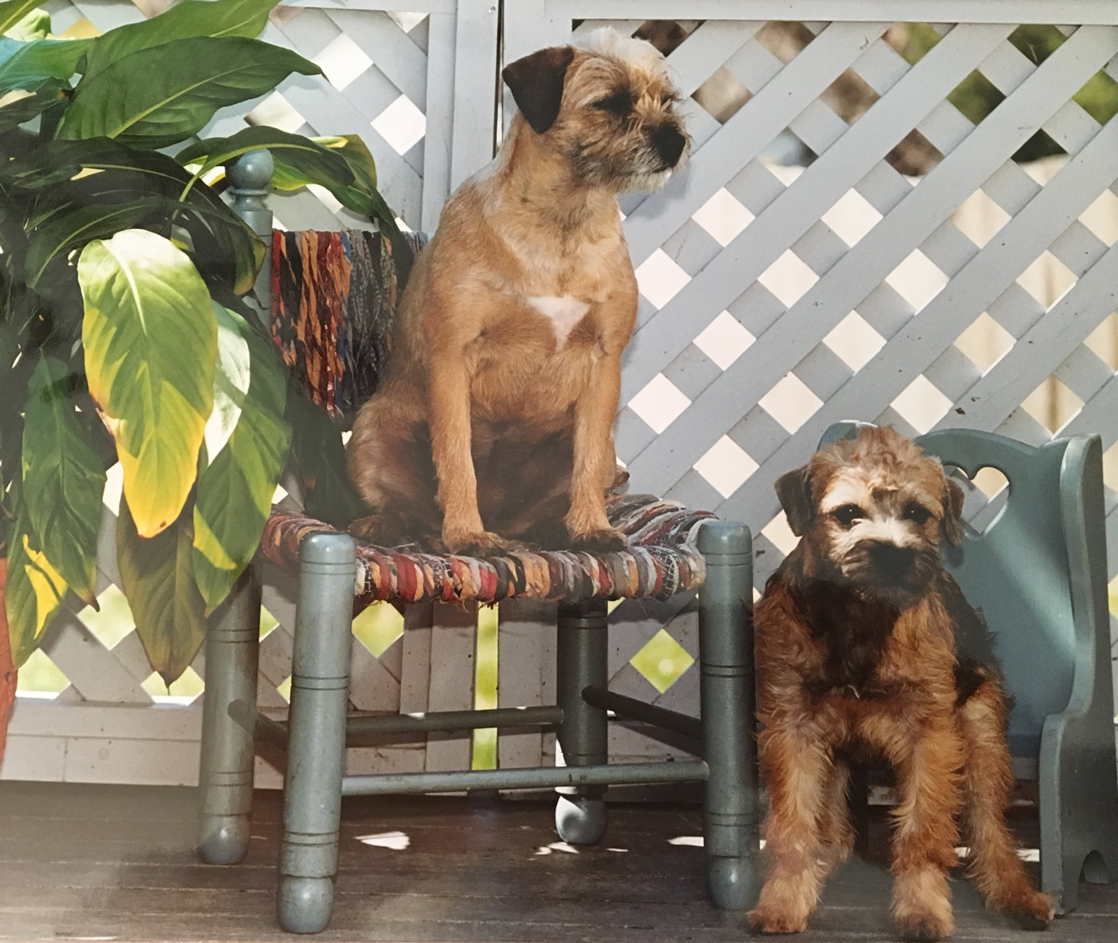 Pampered Pedigrees Pet Grooming
